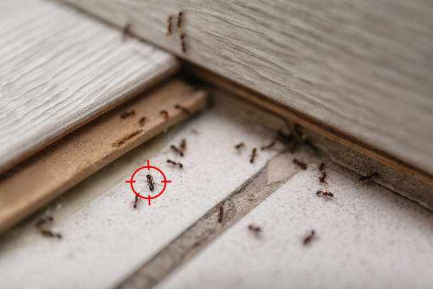 Best Best Pest Control Companies  in Hertford, NC