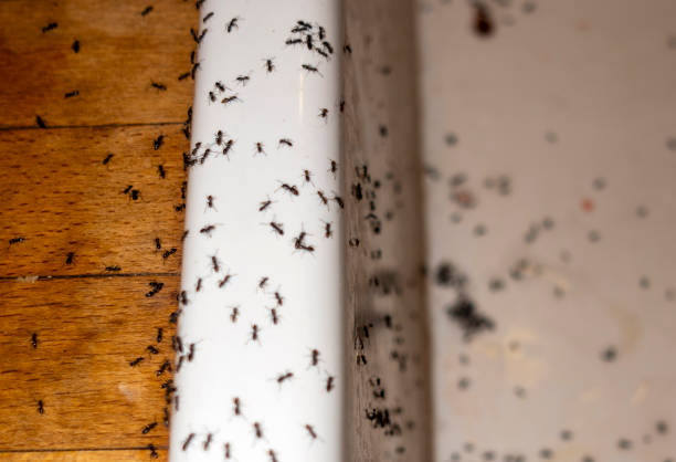 Best Emergency Pest Control  in Hertford, NC