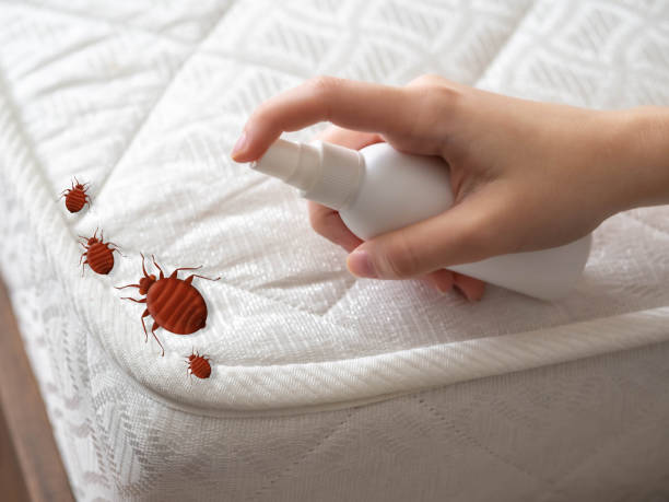 Best Ant Control Services  in Hertford, NC